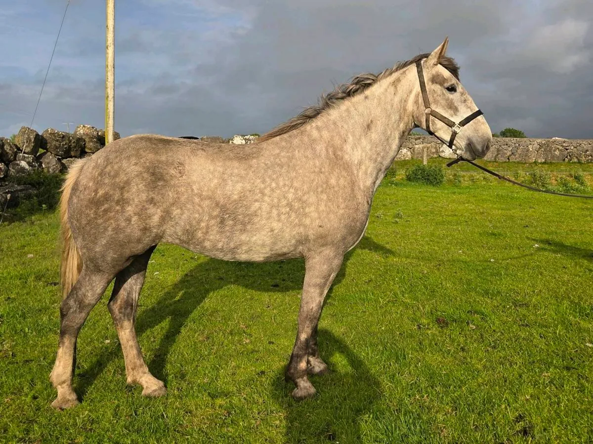 Class1 clew bay bouncer mare - Image 2