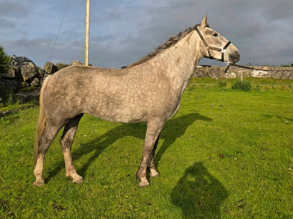 Class1 clew bay bouncer mare - Image 3