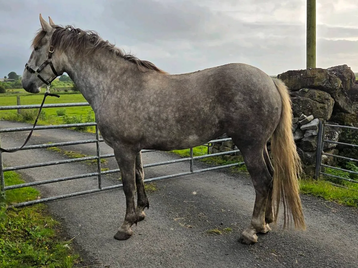 Class1 clew bay bouncer mare - Image 4
