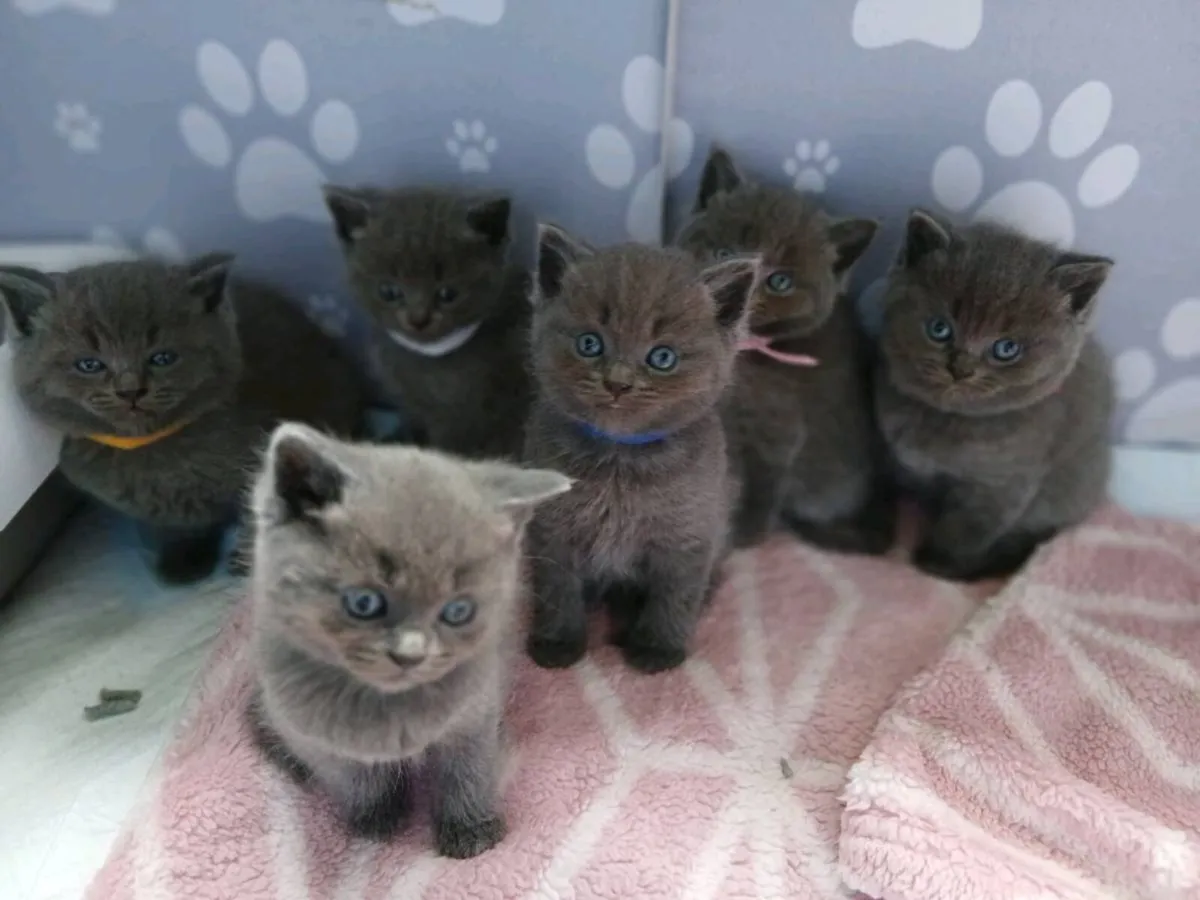 British Shorthaired x Ragdoll kittens - Image 3