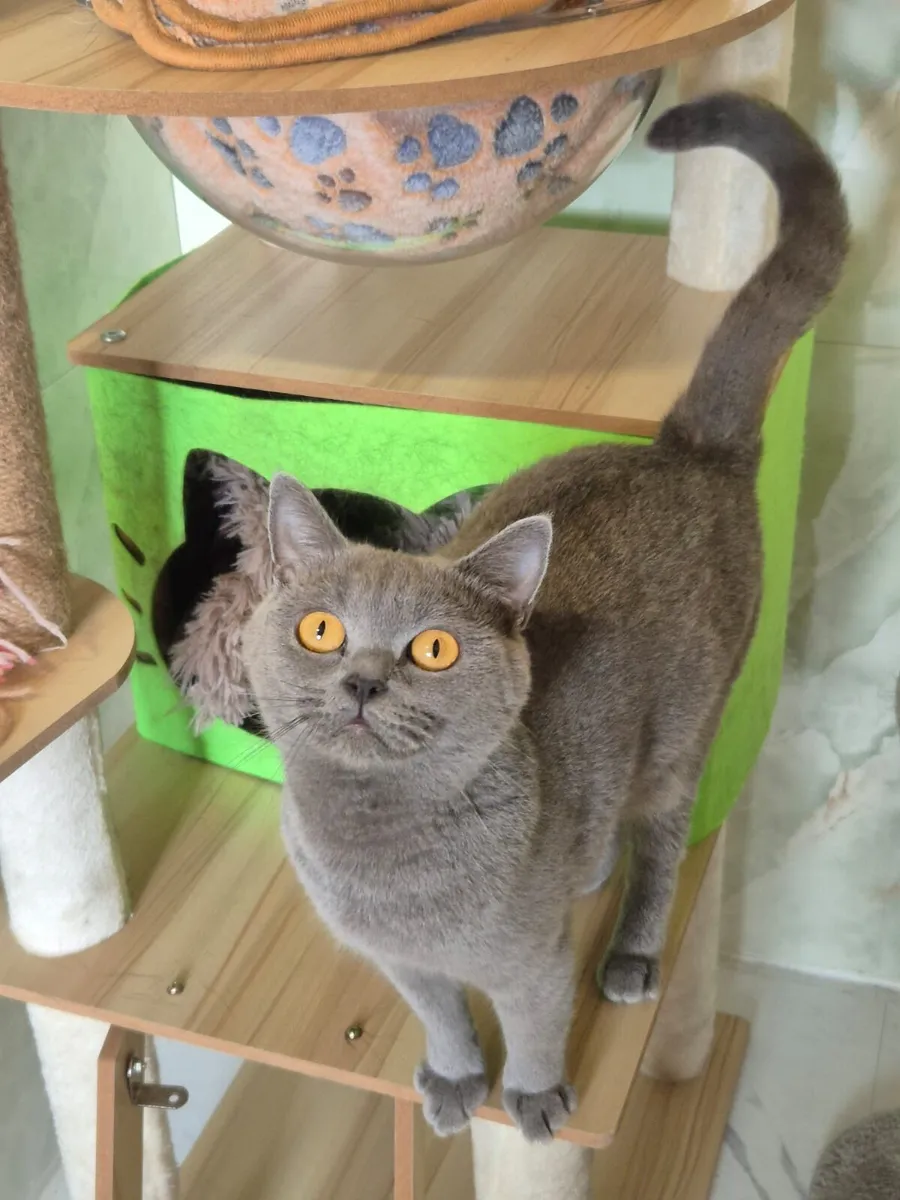 British Shorthaired x Ragdoll kittens - Image 4