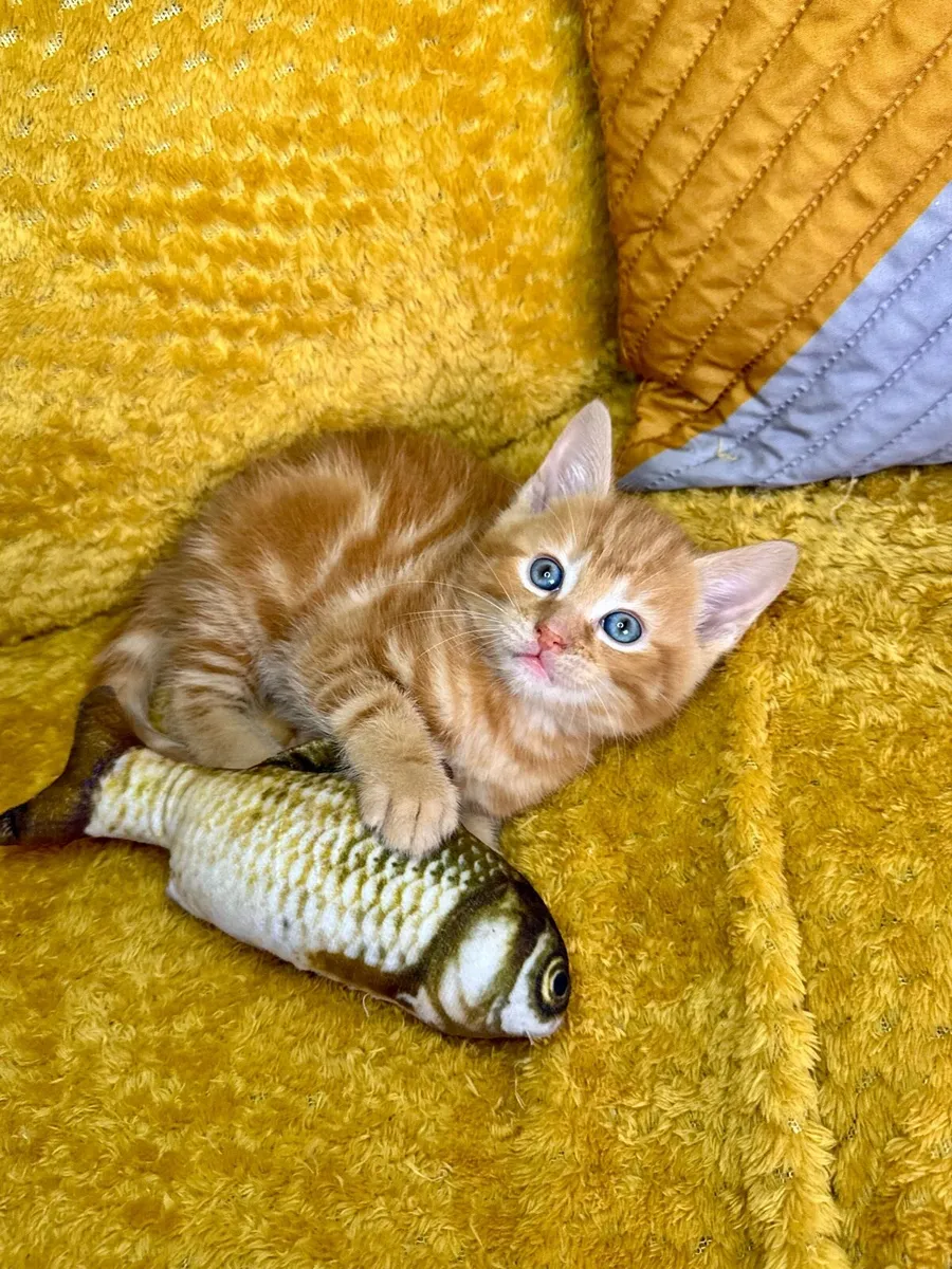 Adorable Kittens Looking for Loving Homes 🐾❤️ - Image 1