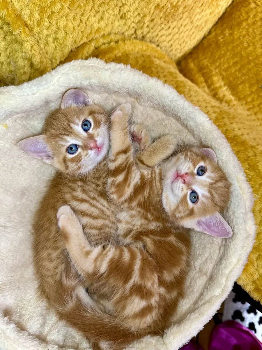 Adorable Kittens Looking for Loving Homes 🐾❤️ - Image 2
