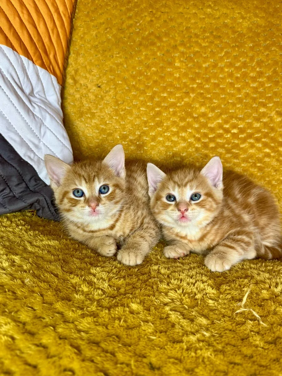 Adorable Kittens Looking for Loving Homes 🐾❤️ - Image 3