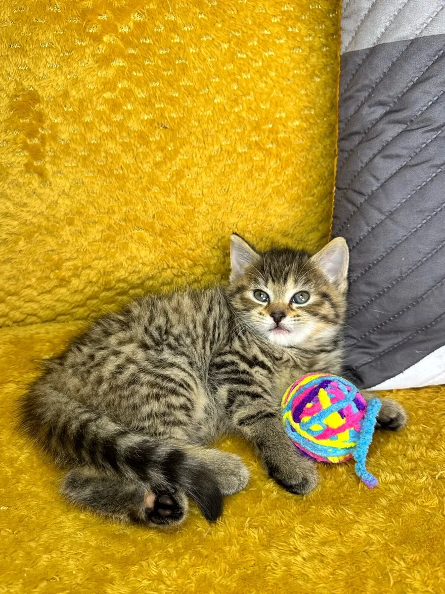 Adorable Kittens Looking for Loving Homes 🐾❤️ - Image 4