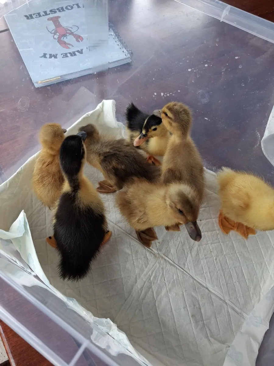 Ducklings mixed breed, 1 and 3 week old - Image 1
