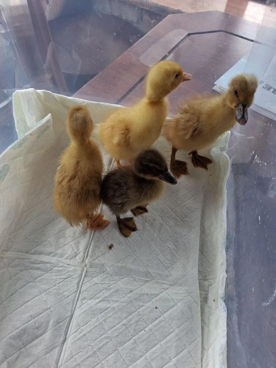 Ducklings mixed breed, 1 and 3 week old - Image 2