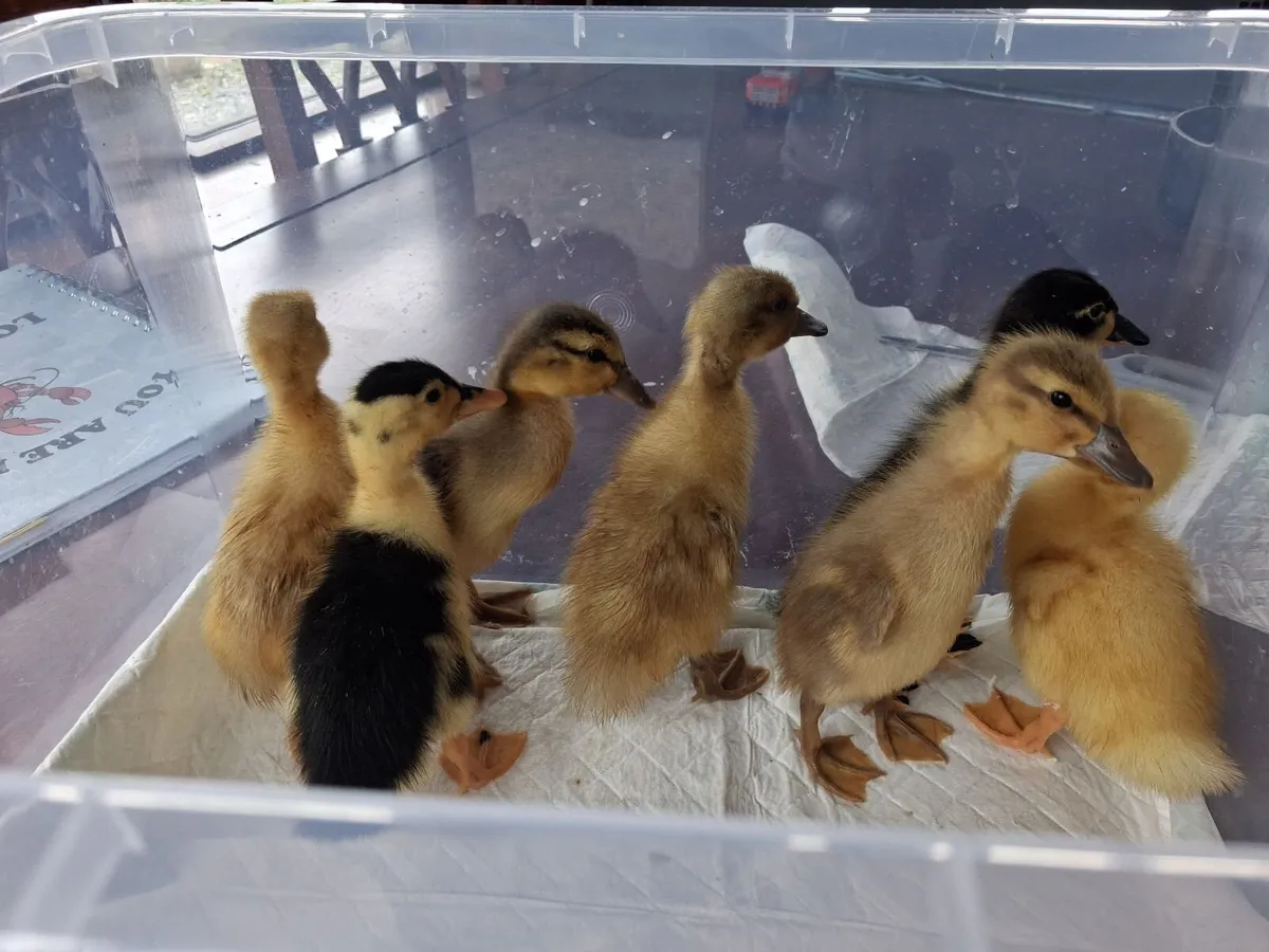 Ducklings mixed breed, 1 and 3 week old - Image 3