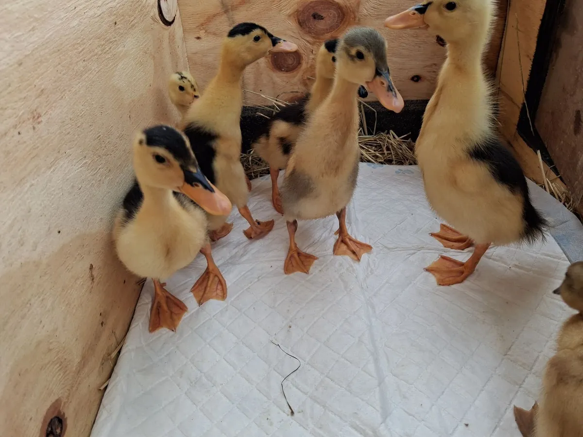 Ducklings mixed breed, 1 and 3 week old - Image 4