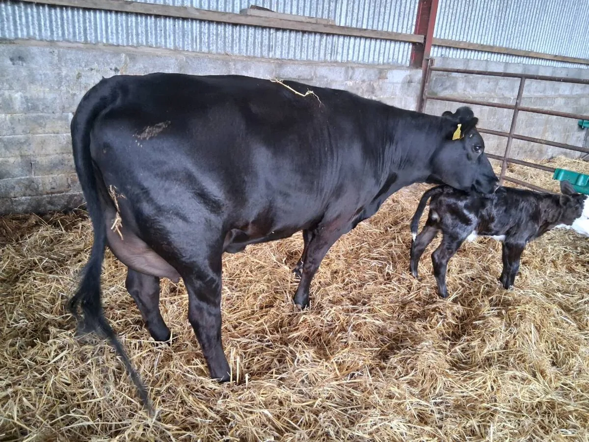 Heifer - Image 2