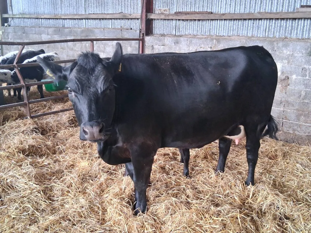 Heifer - Image 3