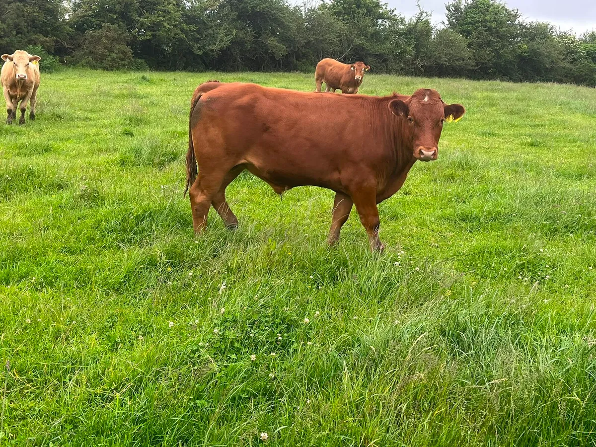50 stores Enniscorthy Mart Tuesday 16th of June - Image 2