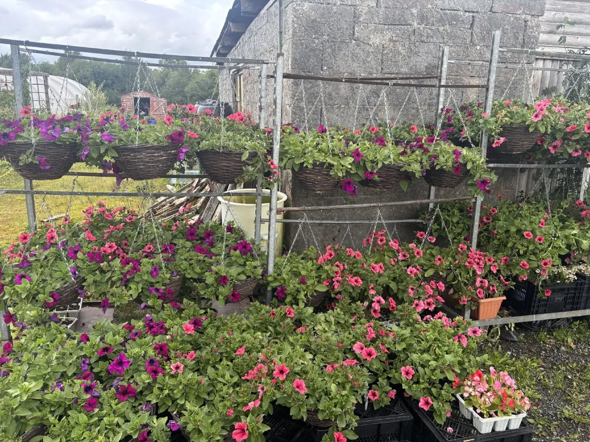Flowers for your garden - Image 2