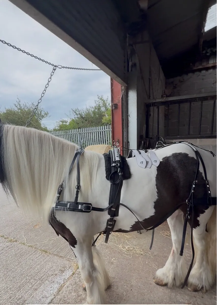 Top mark driving harness - Image 2