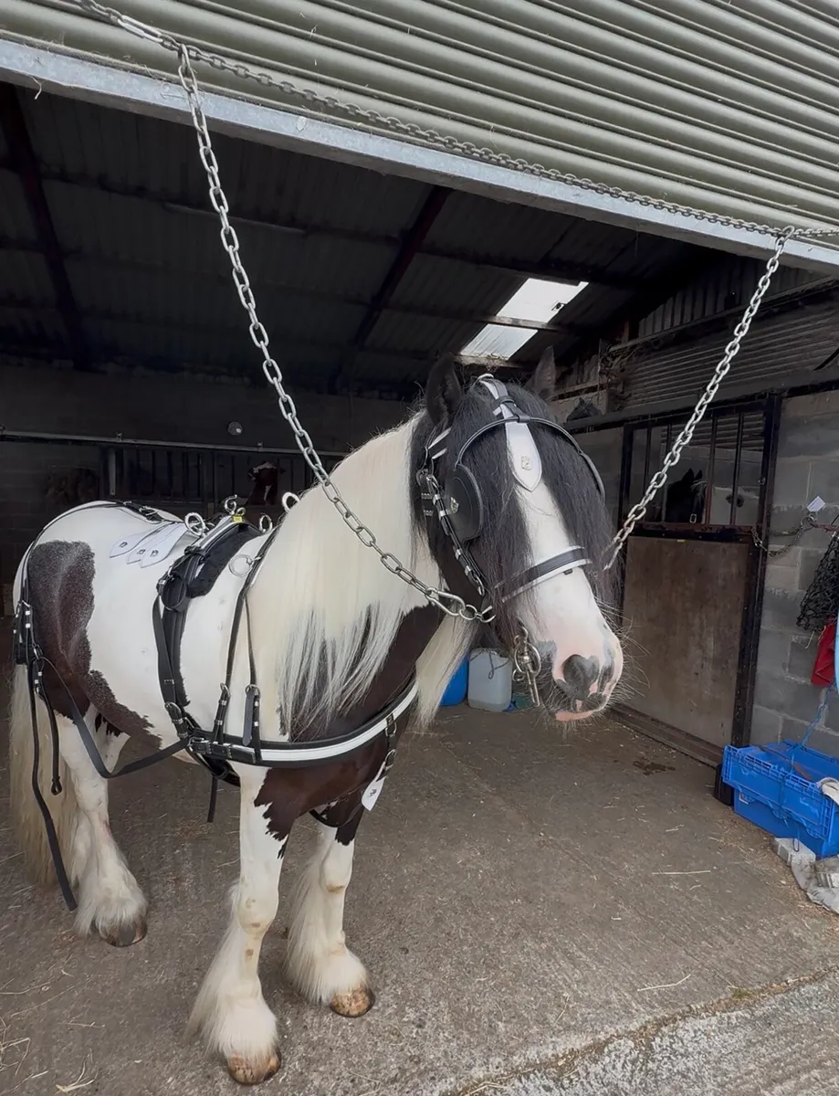 Top mark driving harness - Image 3