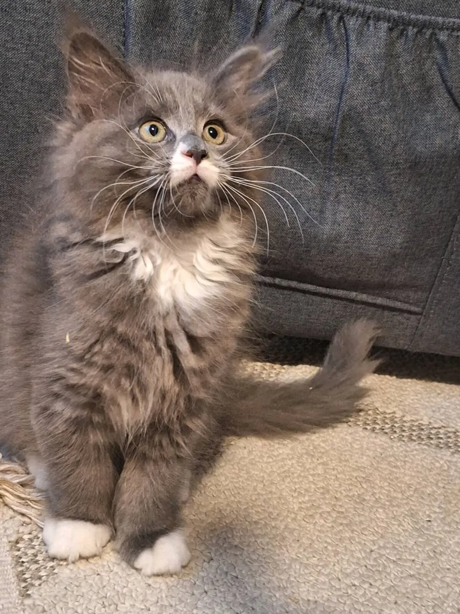 Ragdoll &Maine Coon - Image 1