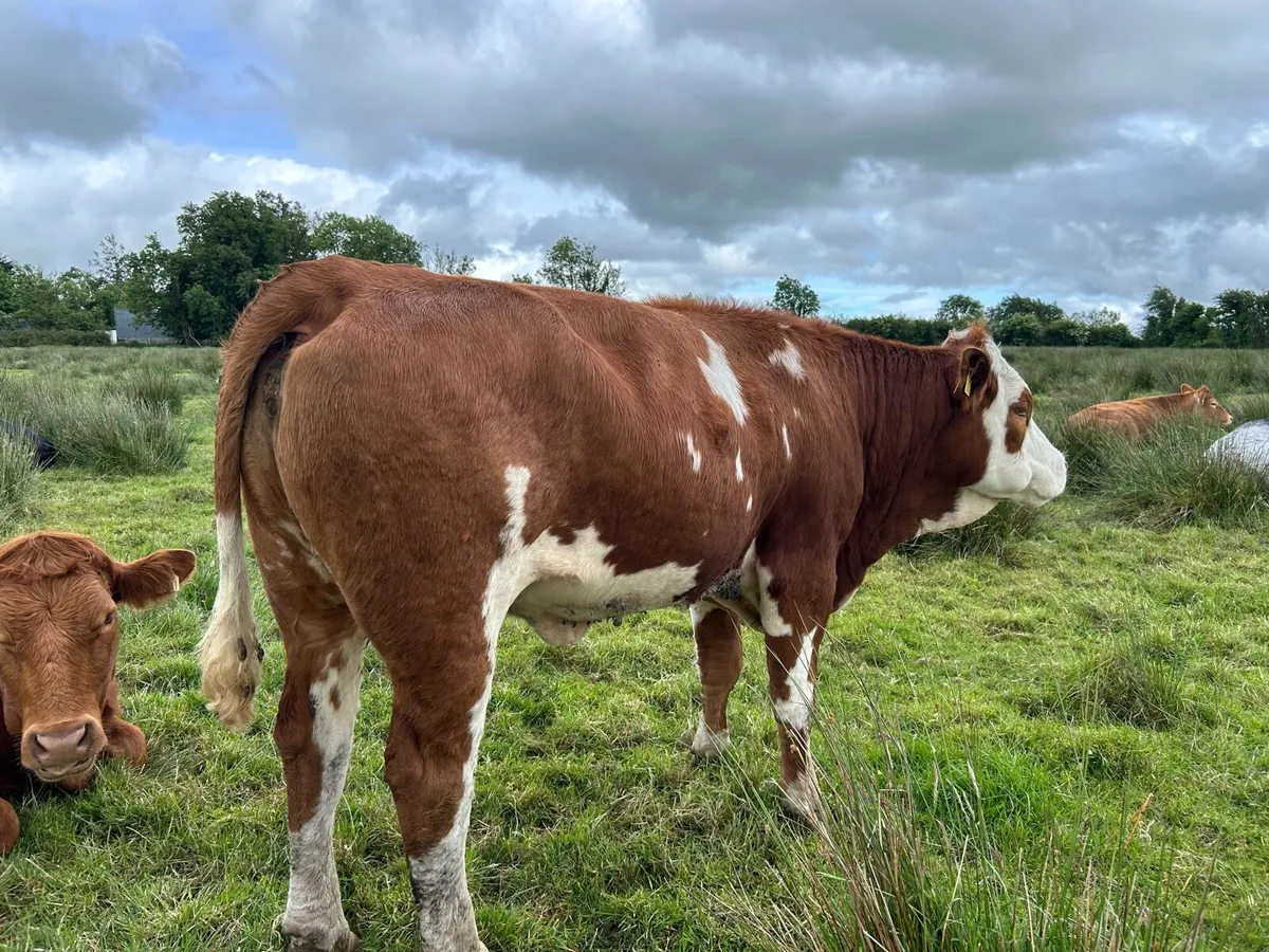 SPRINGING HEIFERS - Image 4