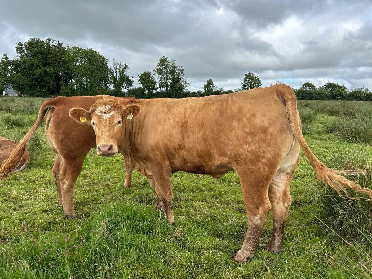 SPRINGING HEIFERS - Image 2