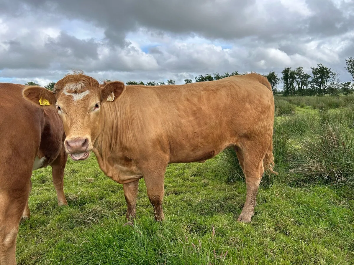 SPRINGING HEIFERS - Image 3