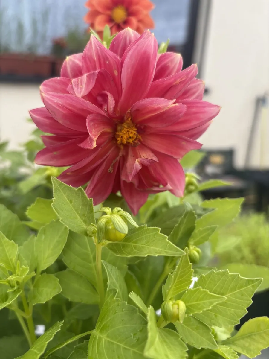 Flowers for your garden - Image 1