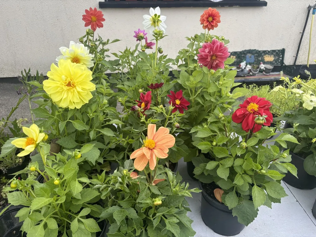 Flowers for your garden - Image 4