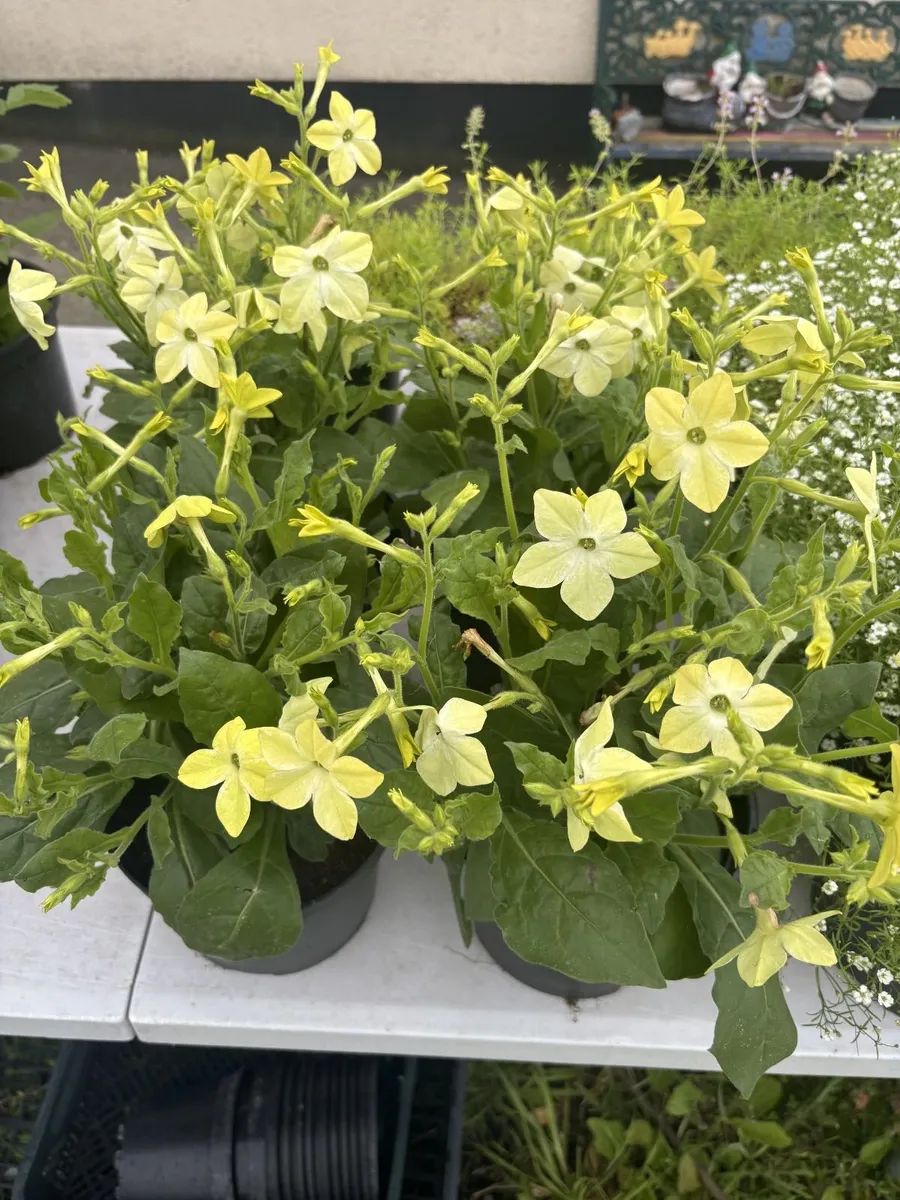 Flowers for your garden - Image 3