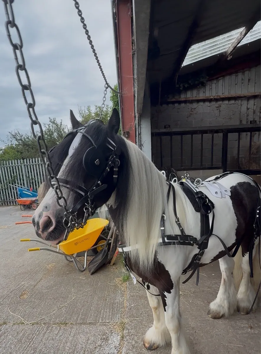 Top mark driving harness - Image 1