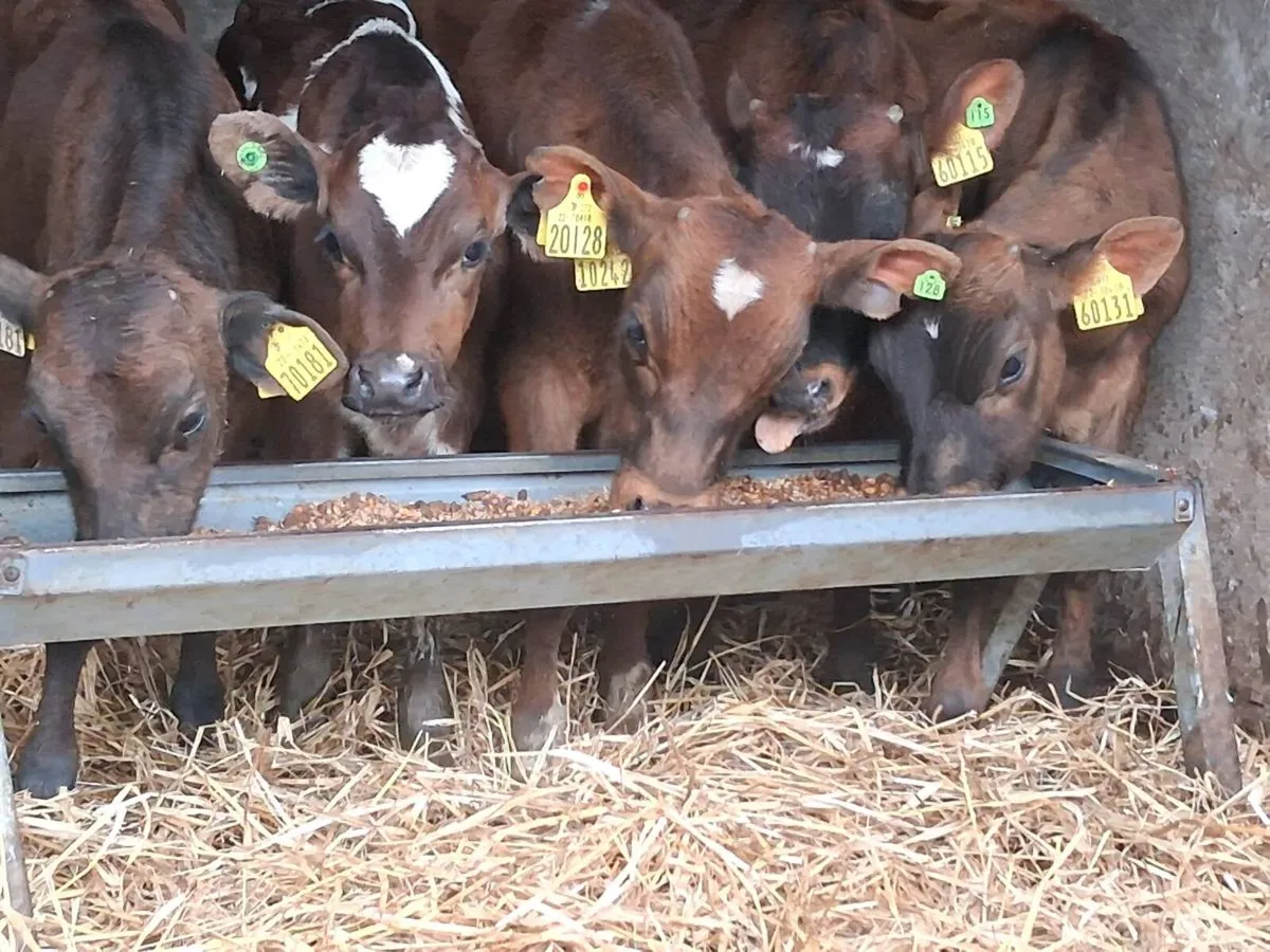 5 Reared Friesian Bulls - Image 2