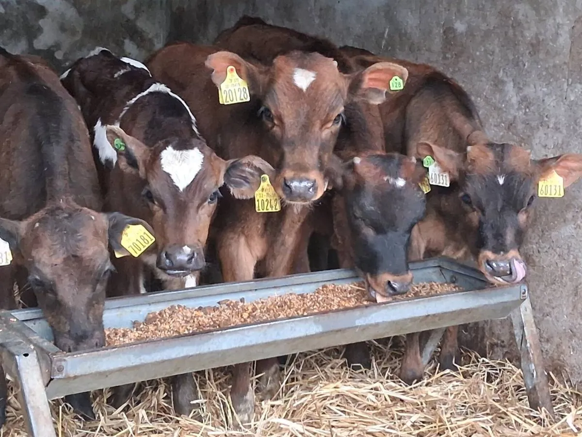 5 Reared Friesian Bulls - Image 1