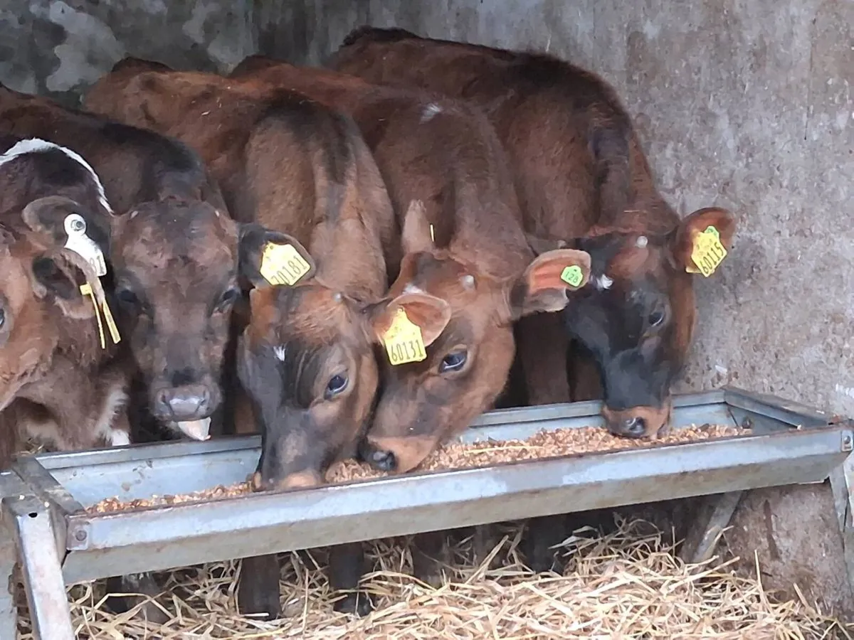 5 Reared Friesian Bulls - Image 3
