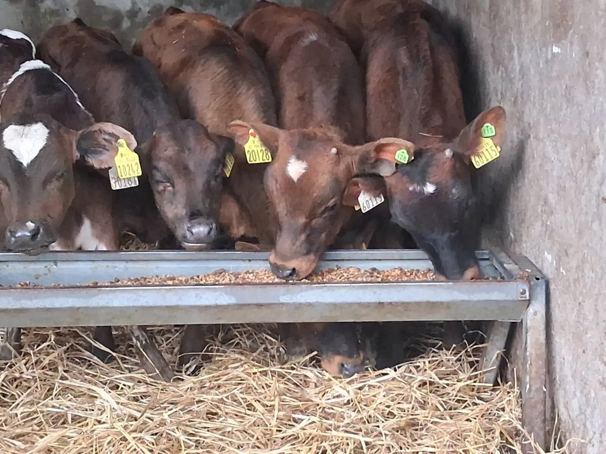 5 Reared Friesian Bulls - Image 4