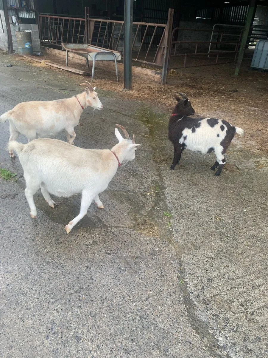3 female Goats for cheap - Image 2