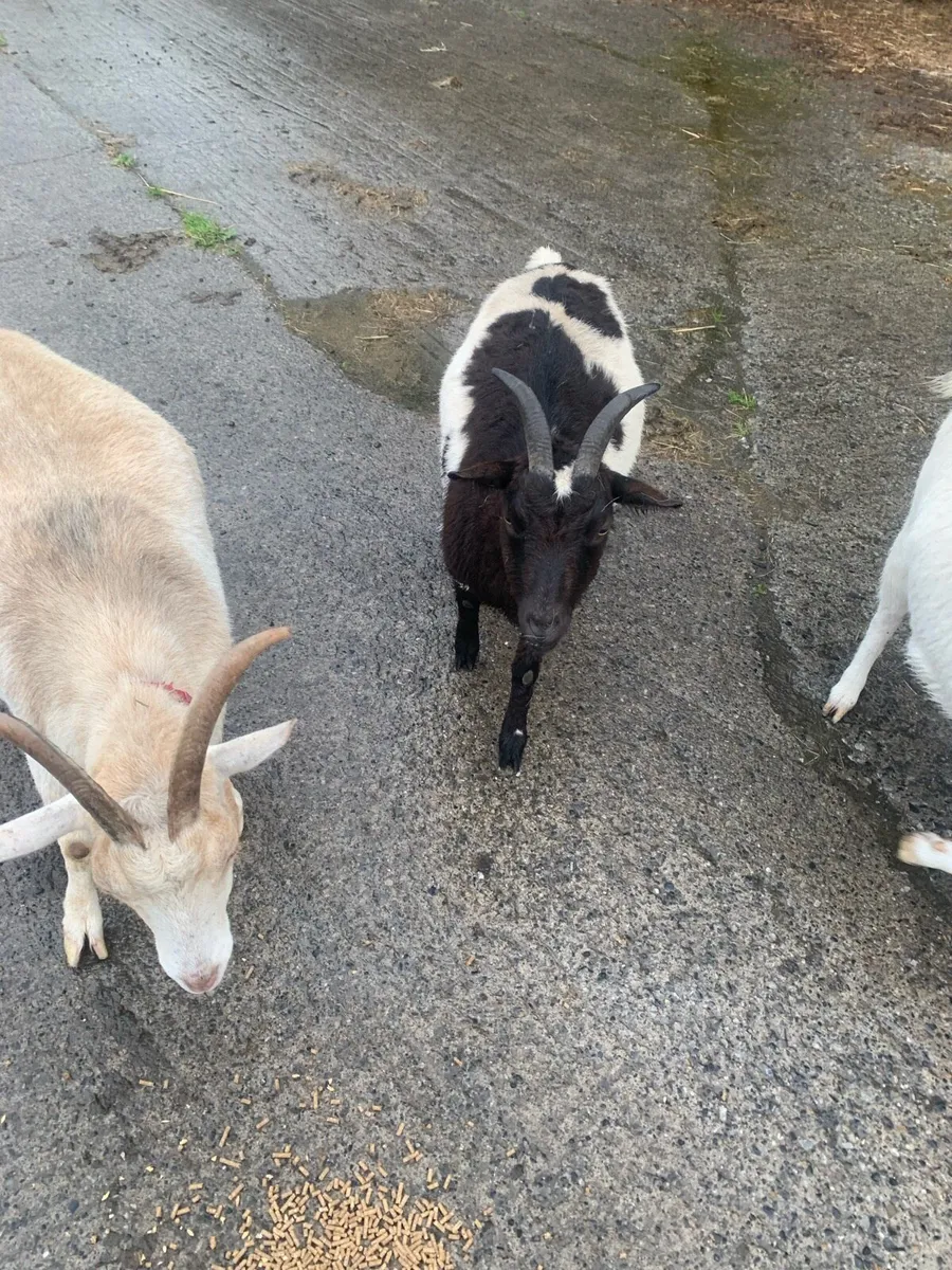 3 female Goats for cheap - Image 4