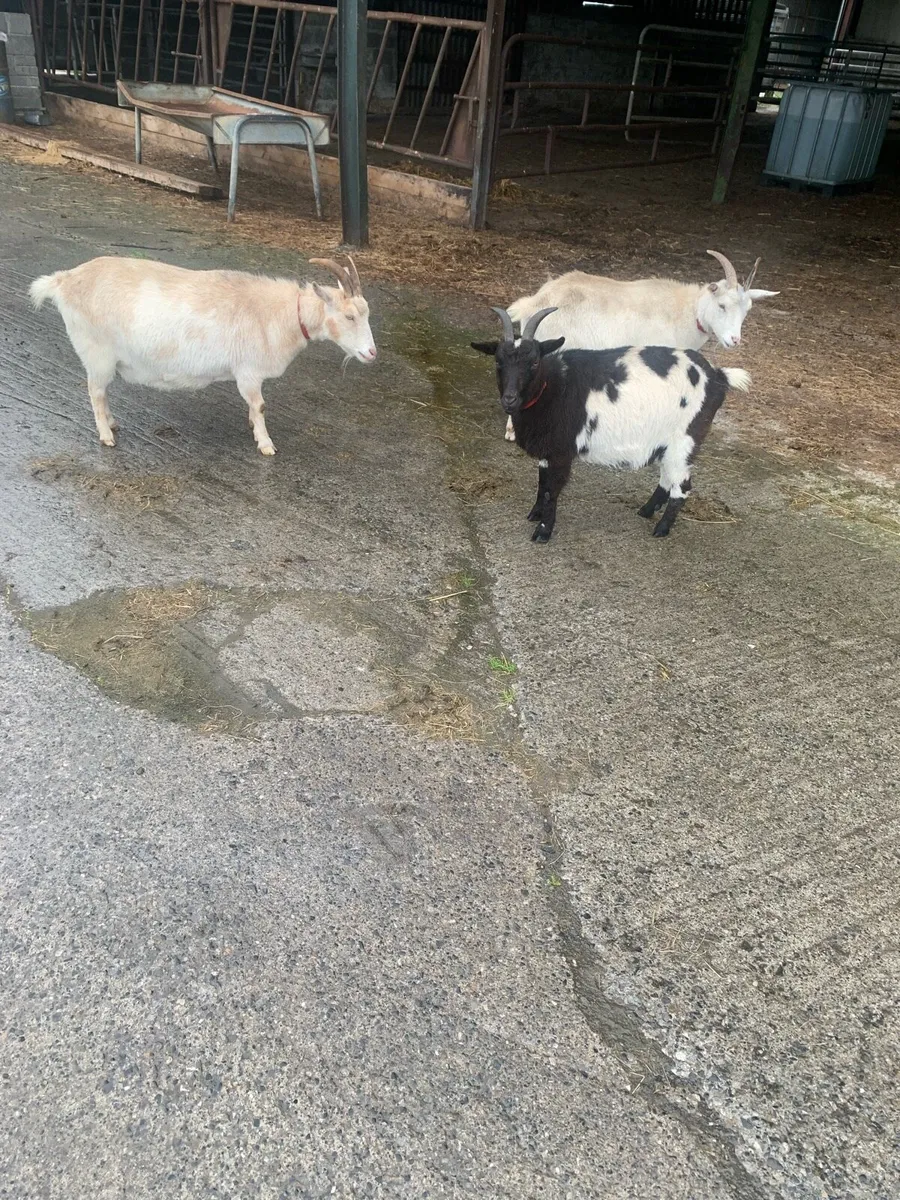 3 female Goats for cheap - Image 3
