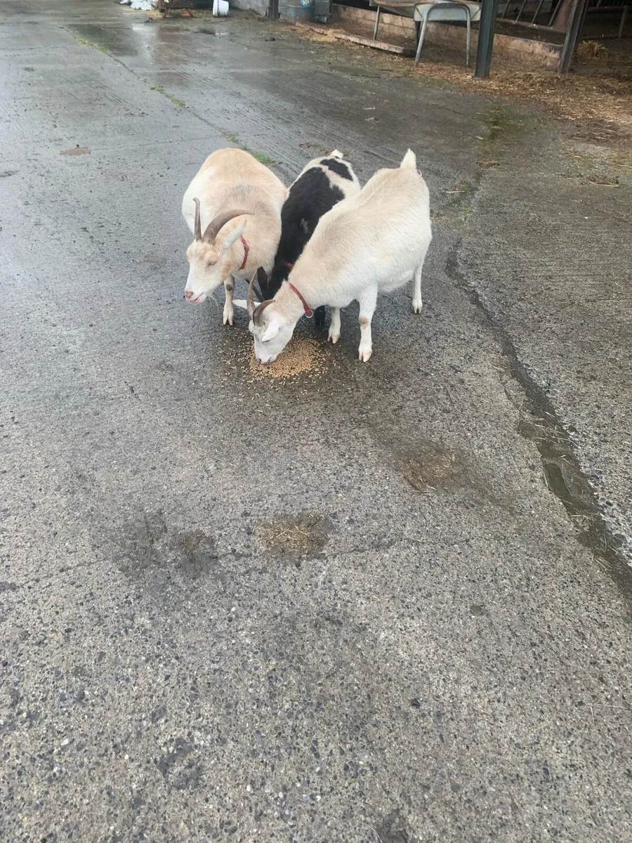 3 female Goats for cheap - Image 1