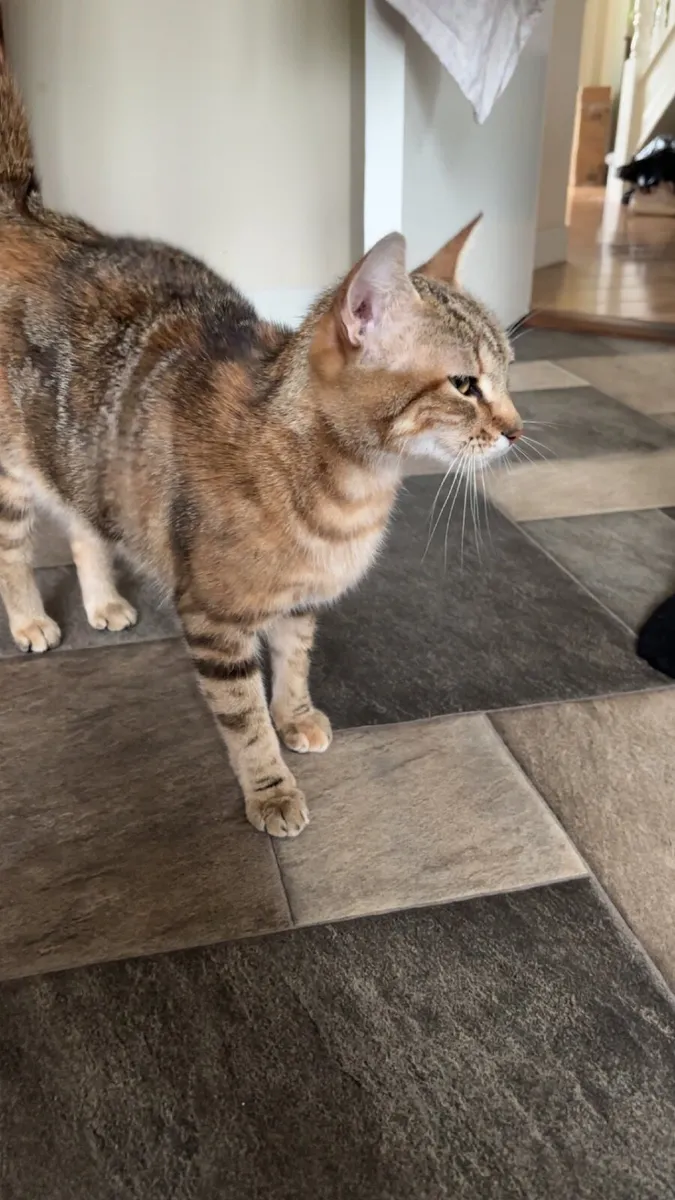 Female Cat To Good Home - Image 2