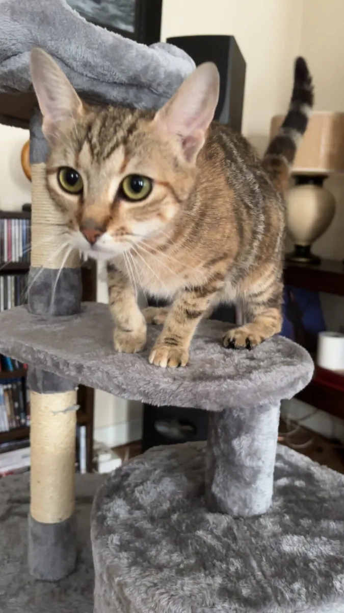 Female Cat To Good Home - Image 1
