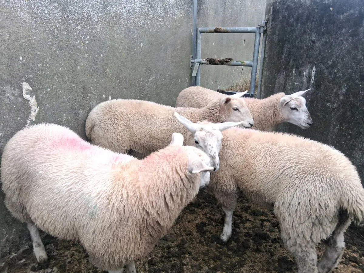 Organic ewe lambs