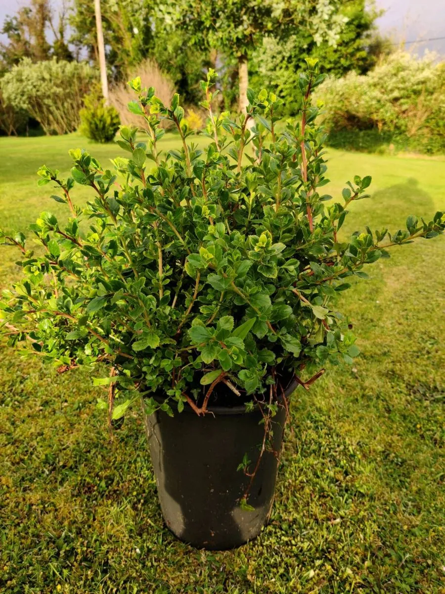 CLEARANCE SALE SHRUBS - Image 1