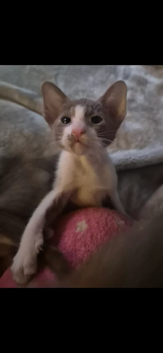 Pedigree Oriental kittens only 1 wee boy left - Image 1