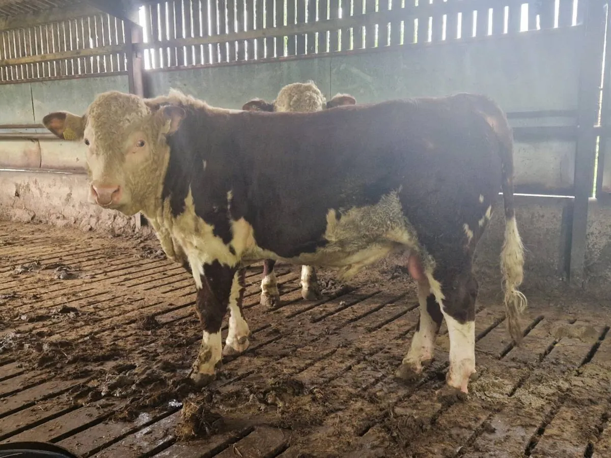 Hereford bulls in cashel mart 13.06.26 by 93J - Image 1