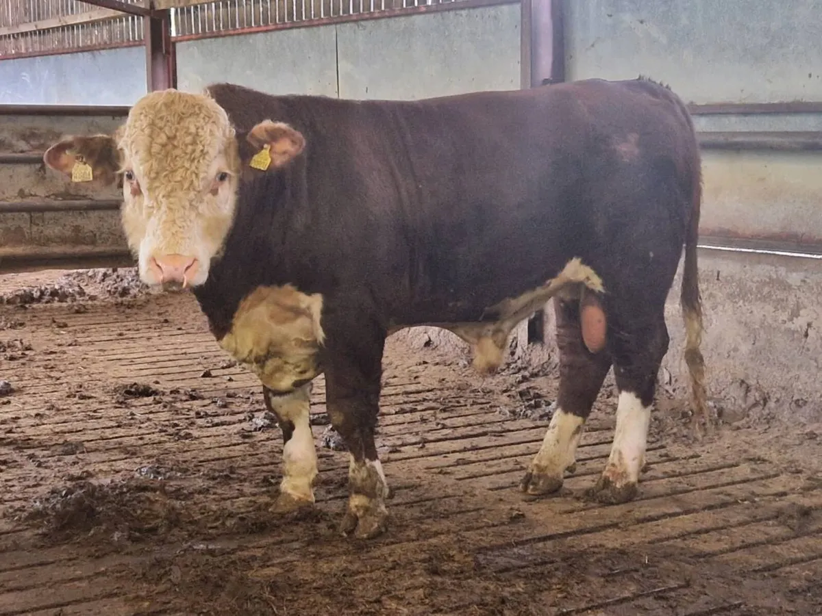 Hereford bulls in cashel mart 13.06.26 by 93J - Image 2