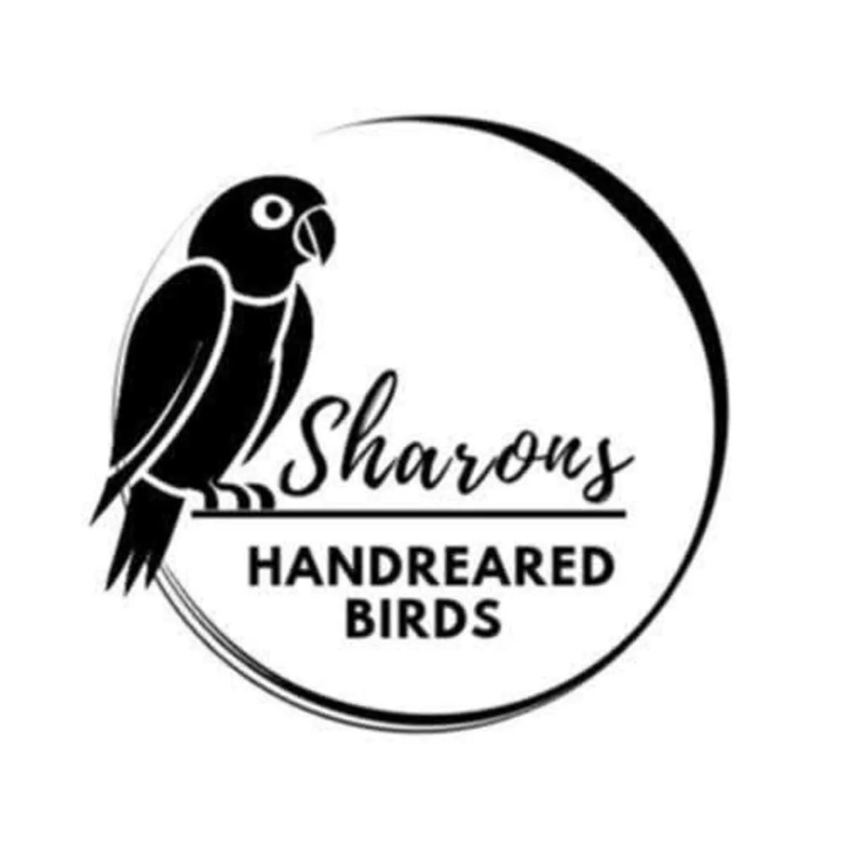 Birds - Image 1