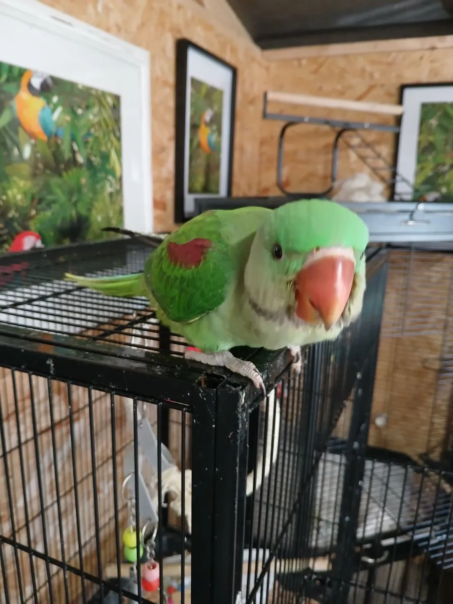 Birds - Image 2