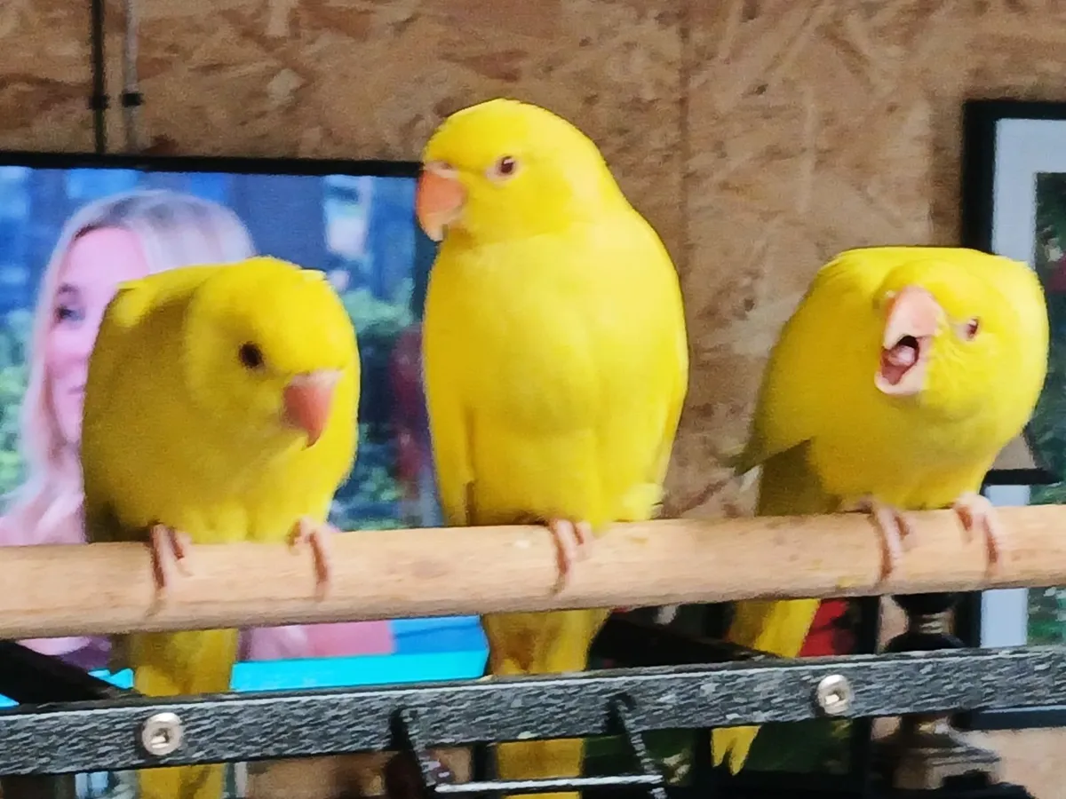 Birds - Image 3