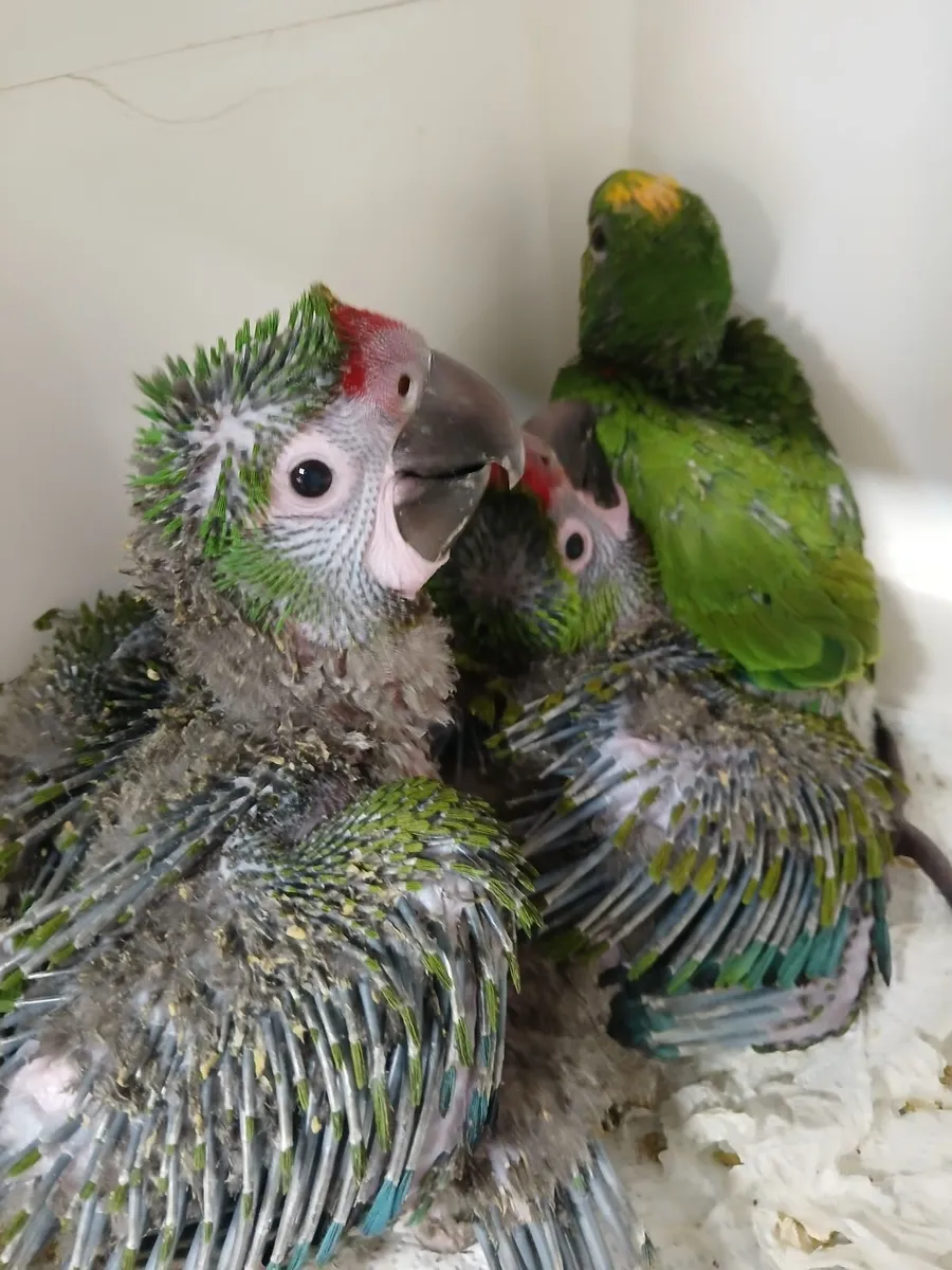 Birds - Image 4