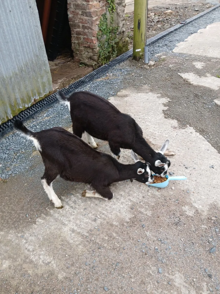 Two Alpine male goats - Image 1