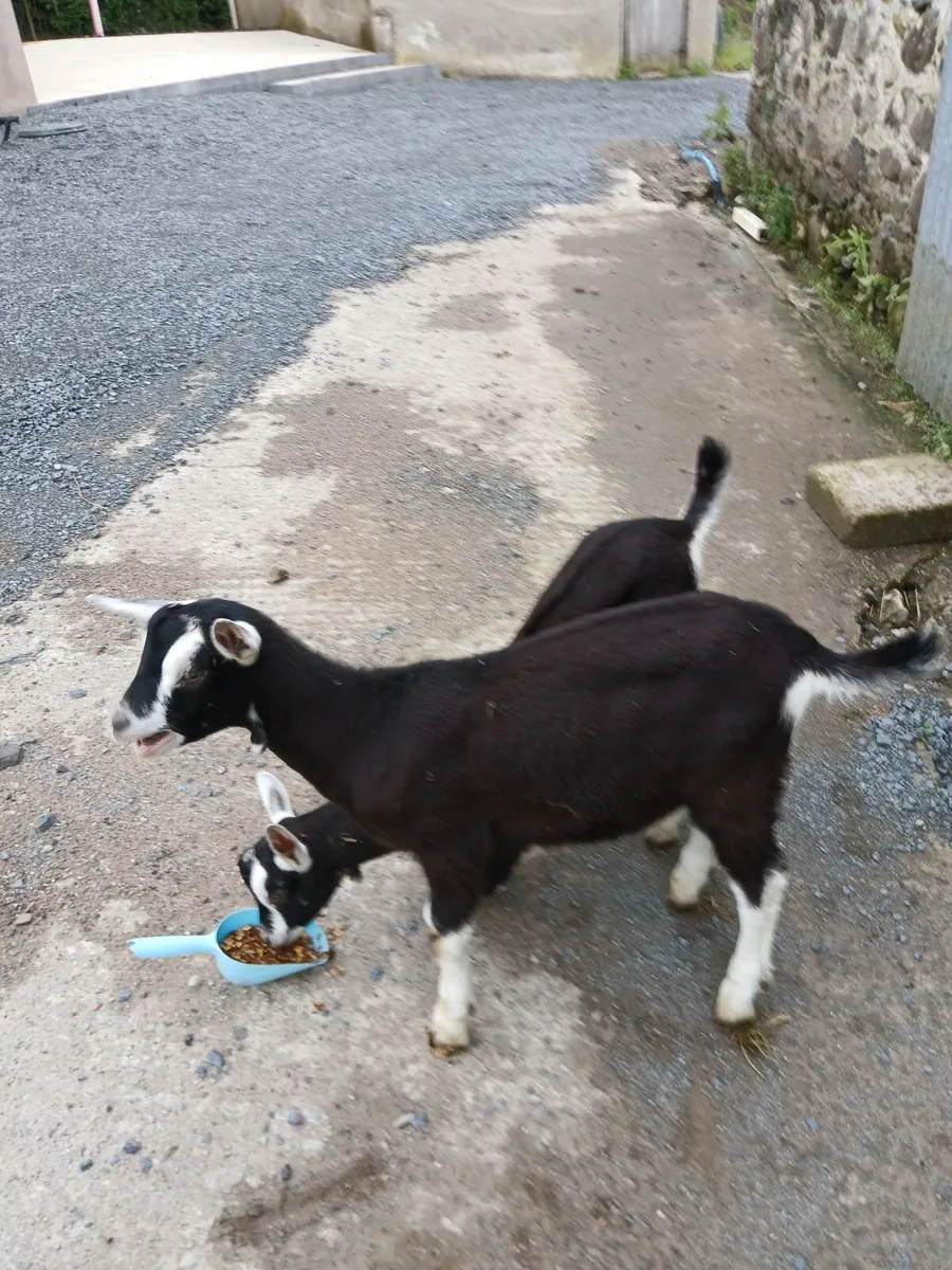 Two Alpine male goats - Image 2
