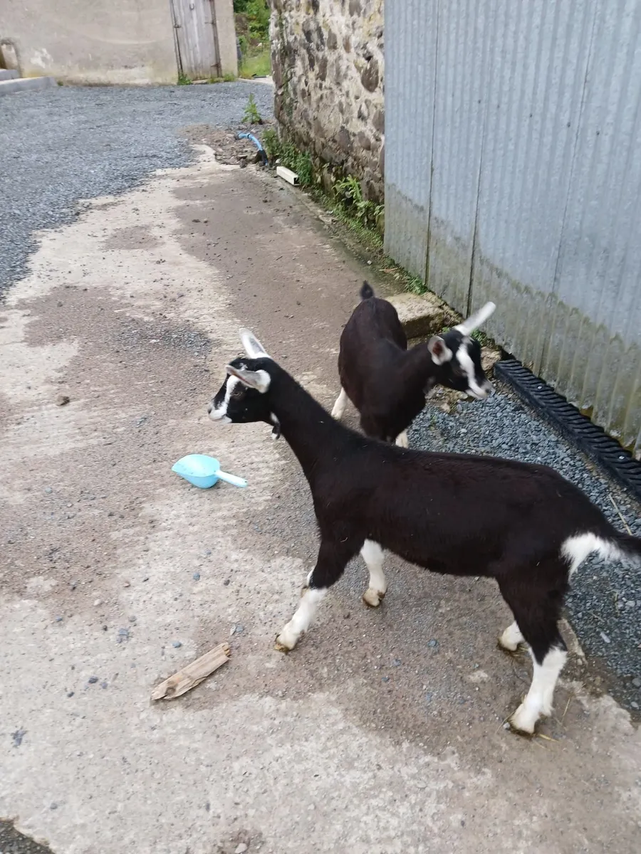 Two Alpine male goats - Image 3