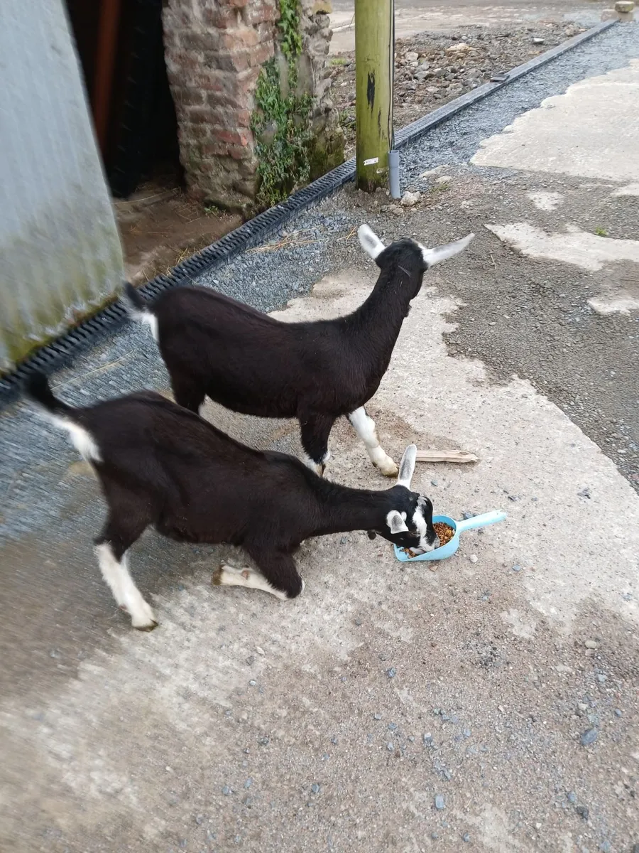 Two Alpine male goats - Image 4